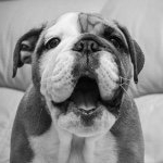 Profile Picture of Harvey The English Bulldog (@harvey_bulldog_2) on Instagram