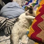 Profile Picture of Roberta Carson (@bertasaurus2) on Instagram