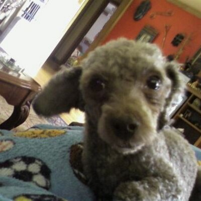 Profile Picture of Jacquelyn Barrett (@ChauncysMommy) on Twitter