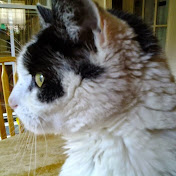 Profile Picture of Joseph Hough (@josephhough8784) on Youtube