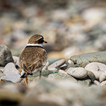 Profile Picture of Richard Hesketh (@RHesketh) on Flickr