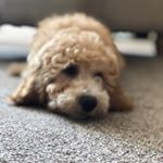 Profile Picture of Beau Dougherty 🐾 (@beauthecockapoo1) on Instagram