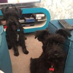 Profile Picture of Norman&Walter’sBogusJourney (@normanandwaltersbogusjourney) on Instagram