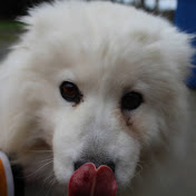 Profile Picture of Luke McCormick (@lukemccormick8501) on Youtube