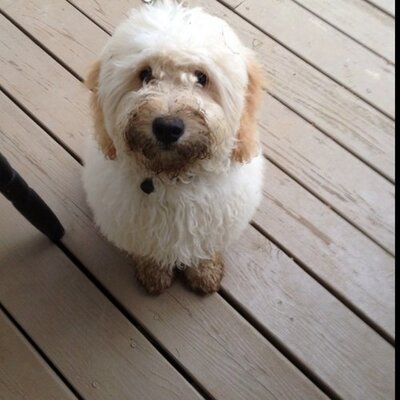 Profile Picture of Amy Cuny (@cunyja) on Twitter