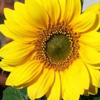 Profile Picture of Janet Griffiths (@2flutter) on Twitter