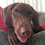 Profile Picture of Frida Andrade Prado (@frida.labradorr) on Instagram