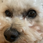 Profile Picture of Nancy  Brown (@nancywomble) on Flickr