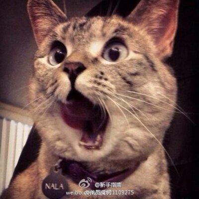 Profile Picture of Zoey Chang (@ZoeyZhiyu) on Twitter