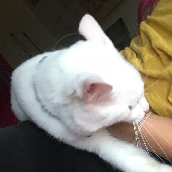 Profile Picture of Bella Alvarado (@bell19_) on Poshmark