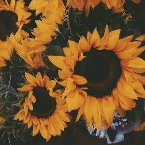 Profile Picture of Paige Morrall (@paige.morrall) on Tiktok