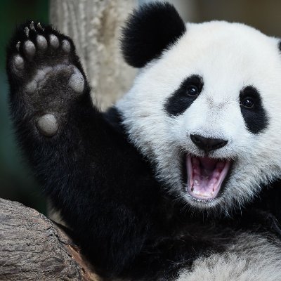 Profile Picture of Non-Threatening Smiling Panda Troll (@JoeSwan54942042) on Twitter