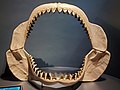 Profile Picture of Megalodonon Wikipedia