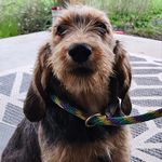 Profile Picture of Diana Patterson (@crossroads_otterhounds) on Instagram