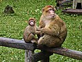 Profile Picture of Barbary macaqueon Wikipedia