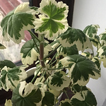 Profile Picture of Ray Bishop (@ray's plants) on Flickr
