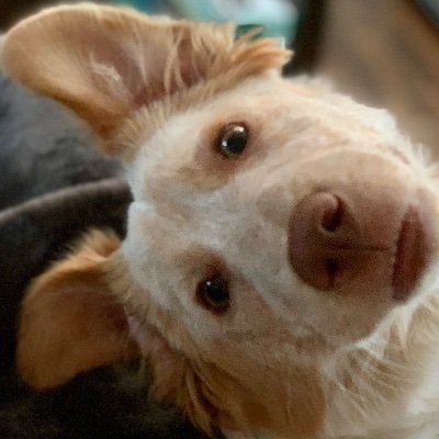 Profile Picture of Joel Vaughn (@Firstlastjedi) on Twitter