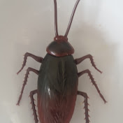 Profile Picture of Bobby The Roach (@Welovebobby888) on Youtube