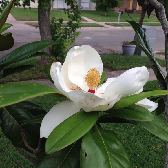 Profile Picture of Deborah Haley (@chaapel) on Poshmark