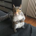 James Squirrel Jones - Instagram Profile Picture of James Squirrel Jones (@hey.squirrel.friend) on Instagram