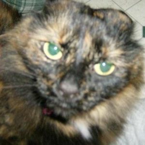 Profile Picture of Minnie Cat (@minnie_bitch) on Myspace
