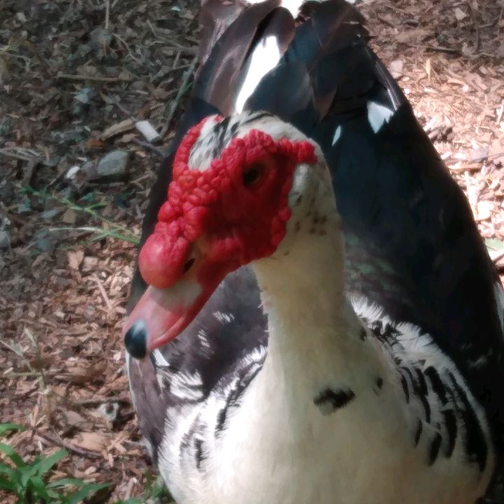 Profile Picture of donna (@donnaduncan433) on Tiktok