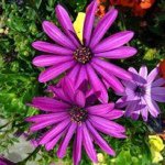 Profile Picture of Iris Trippe (@iristrippe) on Instagram