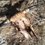 Profile Picture of Jdeamicis57 (@josephdeamicis) on Instagram