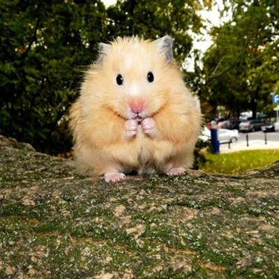 Profile Picture of Karen Maida Claros (@karen_maida) on Twitter