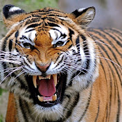 Profile Picture of Jeff Liss (@jeffreymliss) on Youtube