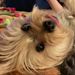 Profile Picture of Lisa Kopf (@kopf) on Pinterest