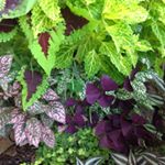 Profile Picture of Kim Thompson Everett (@thompsoneverettgardening) on Instagram