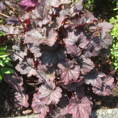 Profile Picture of Pam Grice (@PamGrice5) on Twitter