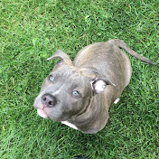 Profile Picture of Andre Franklin (@drizzleyadig25) on Youtube