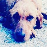 Profile Picture of Joel dick (@joeldick8944) on Instagram