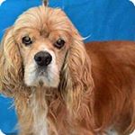 Profile Picture of larry briscoe (@larrysvette63) on Instagram