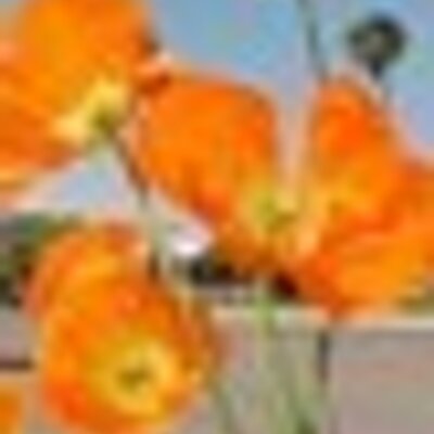 Profile Picture of Viki Matthews (@MatthewsViki) on Twitter