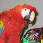 Profile Picture of Darlene Jarvela Schreiber (@macawmania) on Instagram