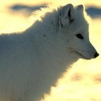 Profile Picture of Raymond Schulz (@@RoyUnderwood76) on Twitter