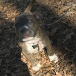 QUEEN 🐶💗 - Instagram Profile Picture of QUEEN 🐶💗 (@aron.queenn) on Instagram