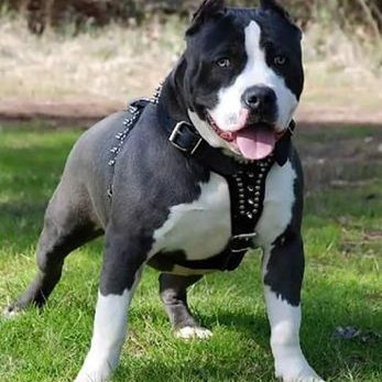 Profile Picture of Jose Esquivel (@joseesquivel133) on Twitter