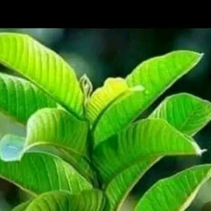 Profile Picture of sharon giliadi (@user9403708188618) on Tiktok