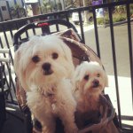 Profile Picture of Lisa Governo-Hurd (@lisagoverno) on Instagram