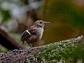 Wing-banded wren - Wikipedia Profile Picture of Wing-banded wrenon Wikipedia