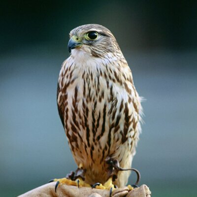 Profile Picture of Chris Pollitt (@Billiechrispy) on Twitter