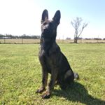 Profile Picture of James Bobbitt (@bexarthegsd) on Instagram