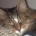 Profile Picture of Cheryl Colgan Scott (@ccolganscott) on Pinterest