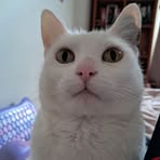 Annabelle Hodges - Facebook Profile Picture of Annabelle Hodges (@annabelle.hodges.921) on Facebook