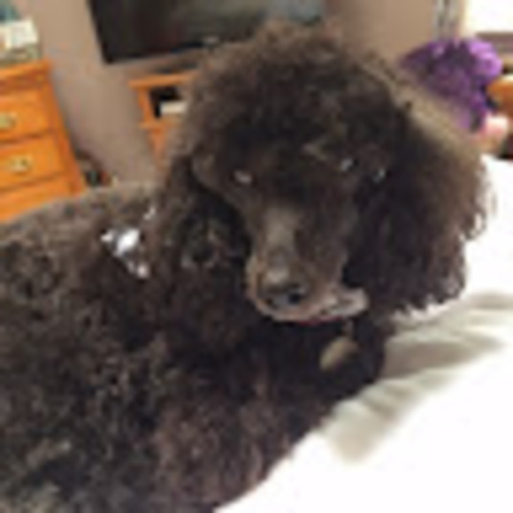 Profile Picture of Diana Mazzarella (@ddrocks81114) on Poshmark