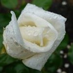 Profile Picture of Doris Weichel (@dorisweichel) on Instagram